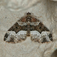 Euphyia intermediata