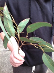 Eucalypteae