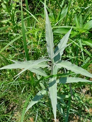 Persicaria lapathifolia lanata