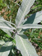 Persicaria lapathifolia lanata
