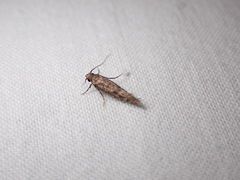 Amydria effrenatella