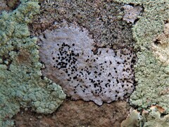 Lecanora oreinoides
