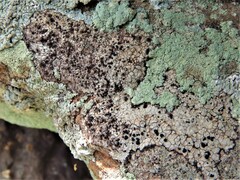 Lecanora oreinoides