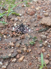 Alypiodes bimaculata