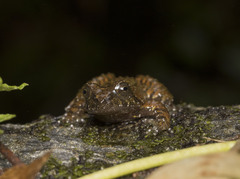 Insuetophrynus acarpicus