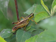 Melanoplus bivittatus