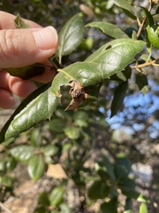 Callirhytis perfoveata