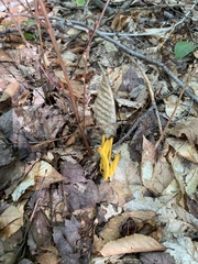 Clavariaceae