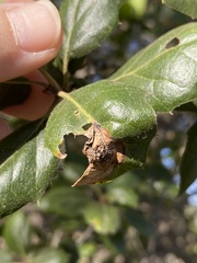 Callirhytis perfoveata