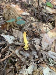 Clavariaceae
