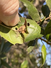 Callirhytis perfoveata