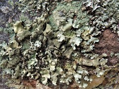 Flavoparmelia baltimorensis