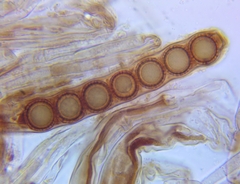 Plicariella