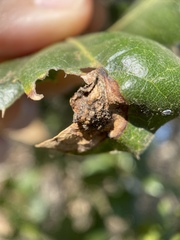 Callirhytis perfoveata