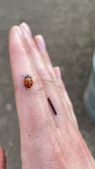 Coccinella transversoguttata