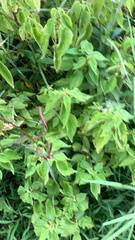 Ludwigia hyssopifolia