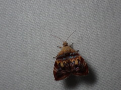 Choreutis emplecta
