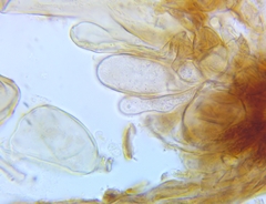 Plicariella