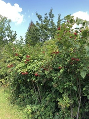 Viburnum opulus opulus