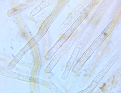 Plicariella