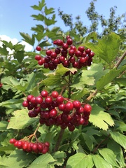 Viburnum opulus opulus