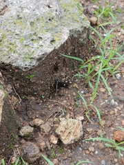 Alypiodes bimaculata