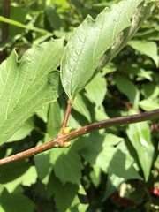 Viburnum opulus opulus