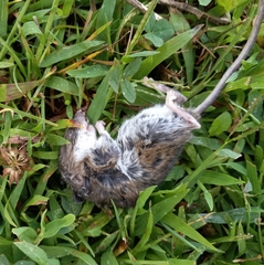 Peromyscus maniculatus