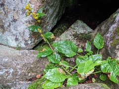 Solidago macrophylla