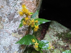 Solidago macrophylla