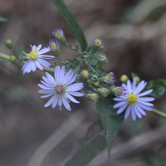 Symphyotrichum shortii