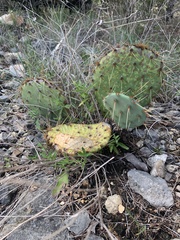 Opuntia gilvescens