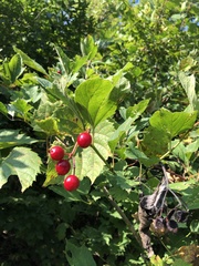 Viburnum opulus opulus