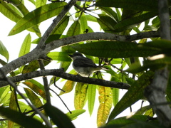 Tyrannus dominicensis
