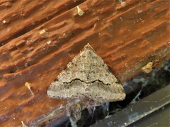 Frederickia s-signata