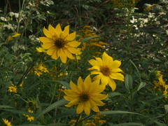 Helianthus giganteus