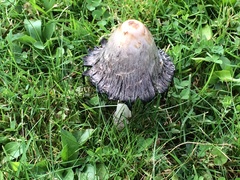 Agaricineae