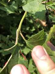 Viburnum opulus opulus