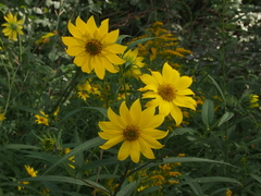 Helianthus giganteus