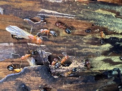 Camponotus decipiens