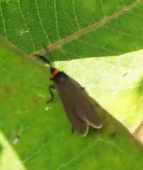 Ctenucha virginica