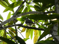 Tyrannus dominicensis