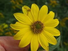 Helianthus giganteus