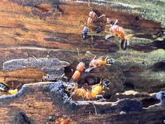 Camponotus decipiens