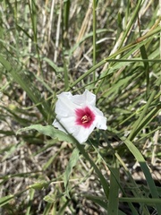 Convolvulus equitans