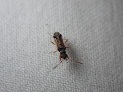 Pseudopachybrachius vinctus