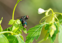Lucilia coeruleiviridis