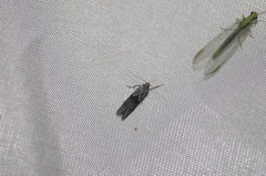 Blastobasis glandulella