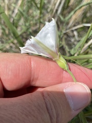 Convolvulus equitans