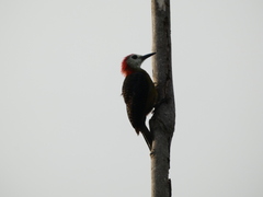 Melanerpes radiolatus